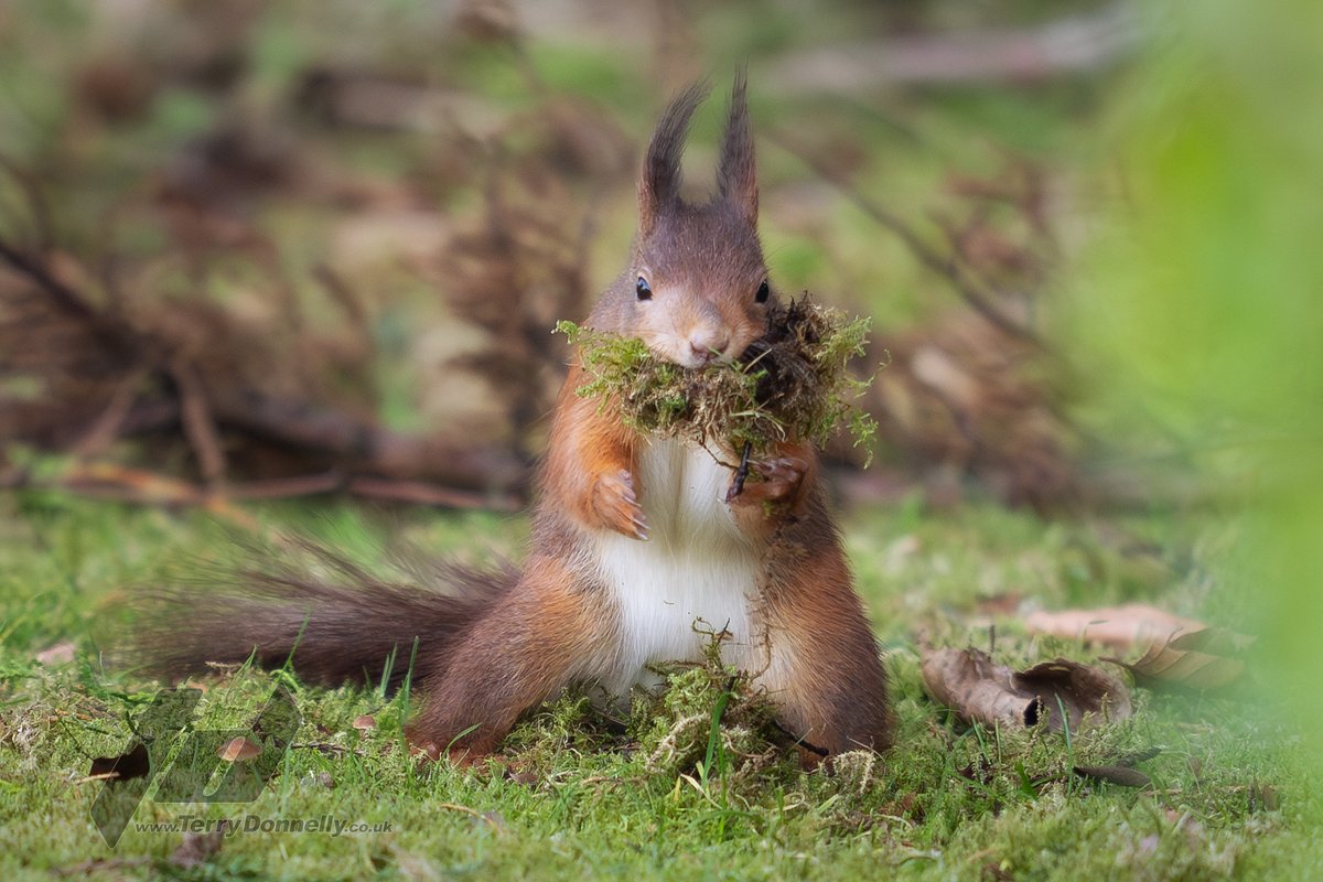 Sefton Coast Red Squirrels tweet media