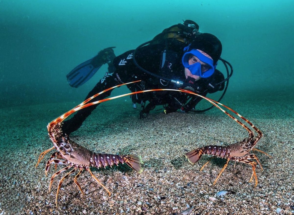 🦞 Love Your Dive This Valentine’s! 💙🌊

Gear up, grab your dive buddy &amp; enjoy the adventure ahead!

📢 Shop now: ndiver.com
📸 @erwanamice
#NorthernDiver #ValentinesDay #ScubaDiving #DiveLife