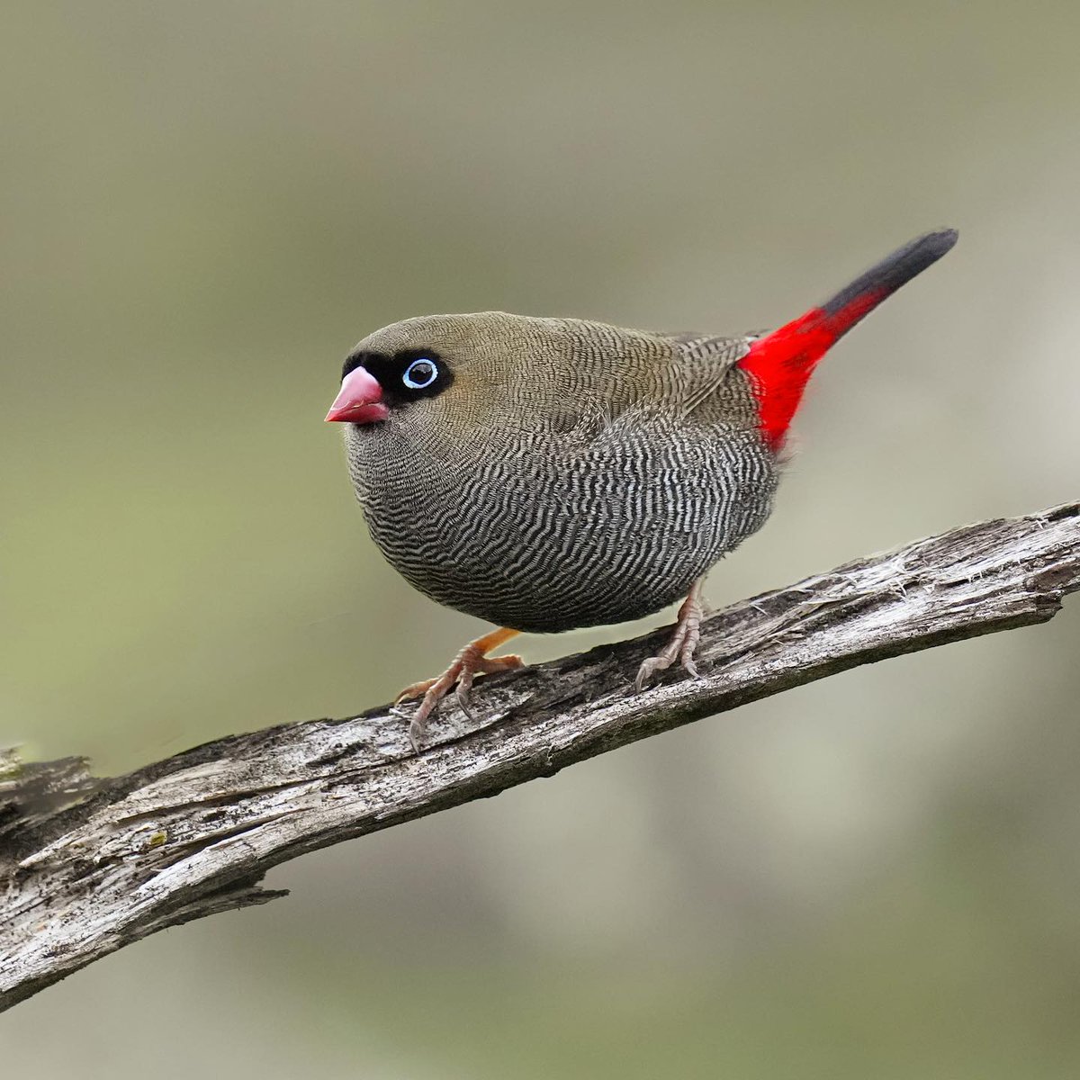 Beautiful Firetail taken recently at Adventure Bay on Bruny Island. It took some effort to find them but was rewarded with their calm nature as they came in for a drink and bath. 

📷: @darrenstephens_photography (IG) ©️

#australia #birds #nature
