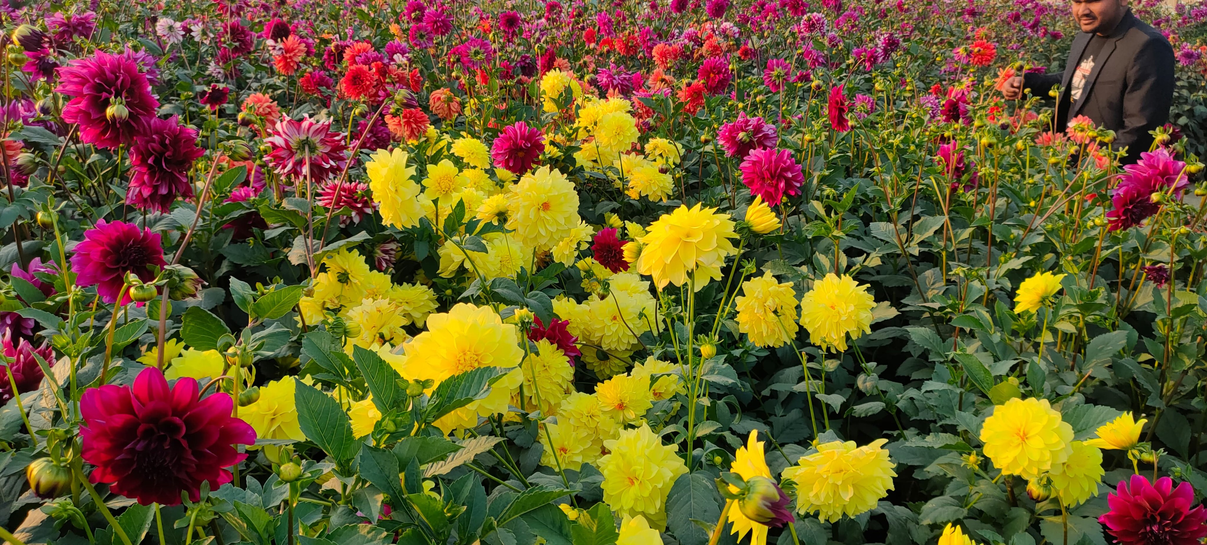 ফুলের রাজধানী গদখালিতে তিন দিবসে শত কোটি টাকার ফুল বিক্রির আশা