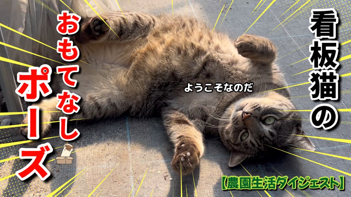 キジトラ・コタローのウキウキDAYS!! on X: キジトラ・コタローのウキウキDAYS!! on X: