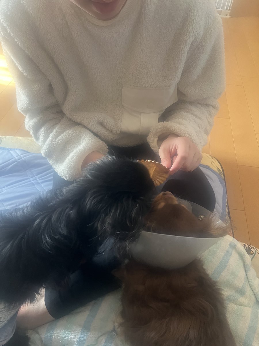 ぽまえらチーズ好きじゃなーww