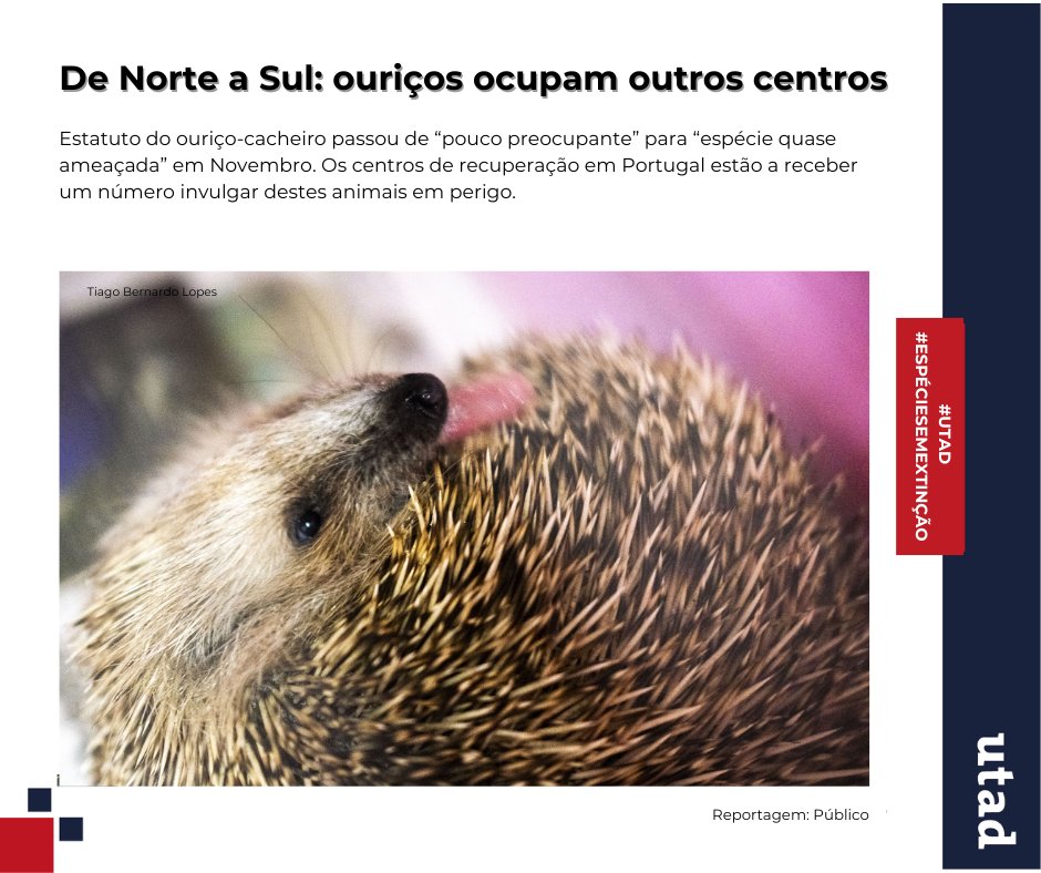 O estatuto do ouriço-cacheiro passou de “pouco preocupante” para “espécie quase ameaçada” na Lista Vermelha.
Há quem se dedique à preservação desta espécie. No CRAS UTAD há dois ouriços "internados".
Uma história de resgates que não podes deixar de ler.
tinyurl.com/35u6ypn2