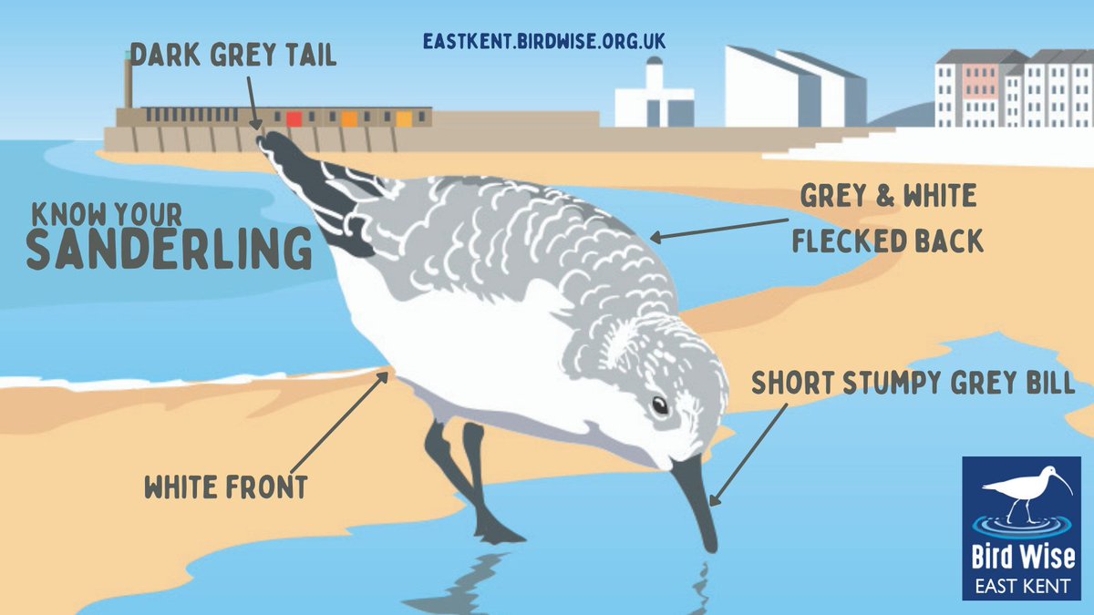 This Week for Wildlife Wednesday, we thought it would be cool to look at Key ID features for a Sanderling.
Have you seen them hurrying around the coastal shore?
 #thanet #birdwise #ramsgate #broadstairs #WildlifeWednesday