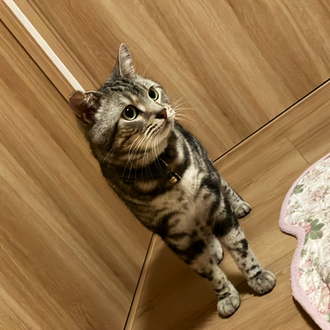 Sakura_Noelle's tweet photo. 妹氏がケーキくれた🍫
ウチの子たちは今日も元気で可愛い天使ですฅ^•ω•^ฅ

 #猫
 #猫のいる暮らし 
 #バレンタイン https://t.co/BcwRH0RUs5