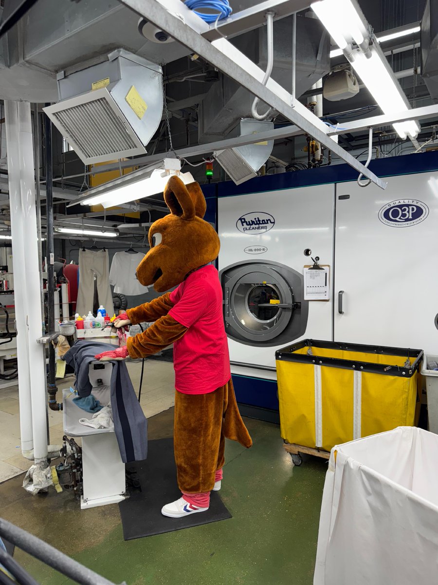 🦘🚫 Red cards for stains! Kickeroo is putting his spotting skills to the test at Puritan Cleaners - because even mascots know that a clean jersey is a winning jersey. 🏆⚽🦘⚽ 

Let's just say he’s more of a striker than a spotter. 😆

#PuritanCleaners #UptheRoos #RichmondKic...