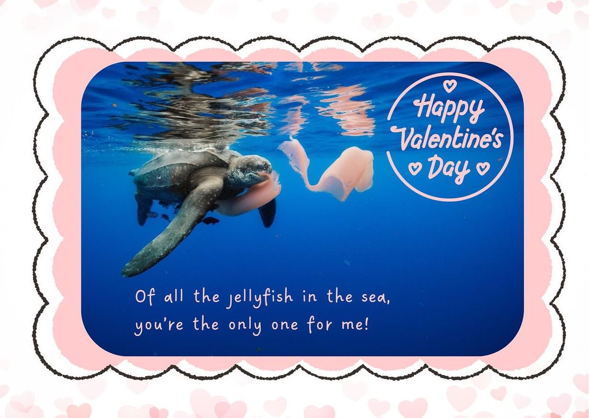 SeaTurtleConservancy tweet media