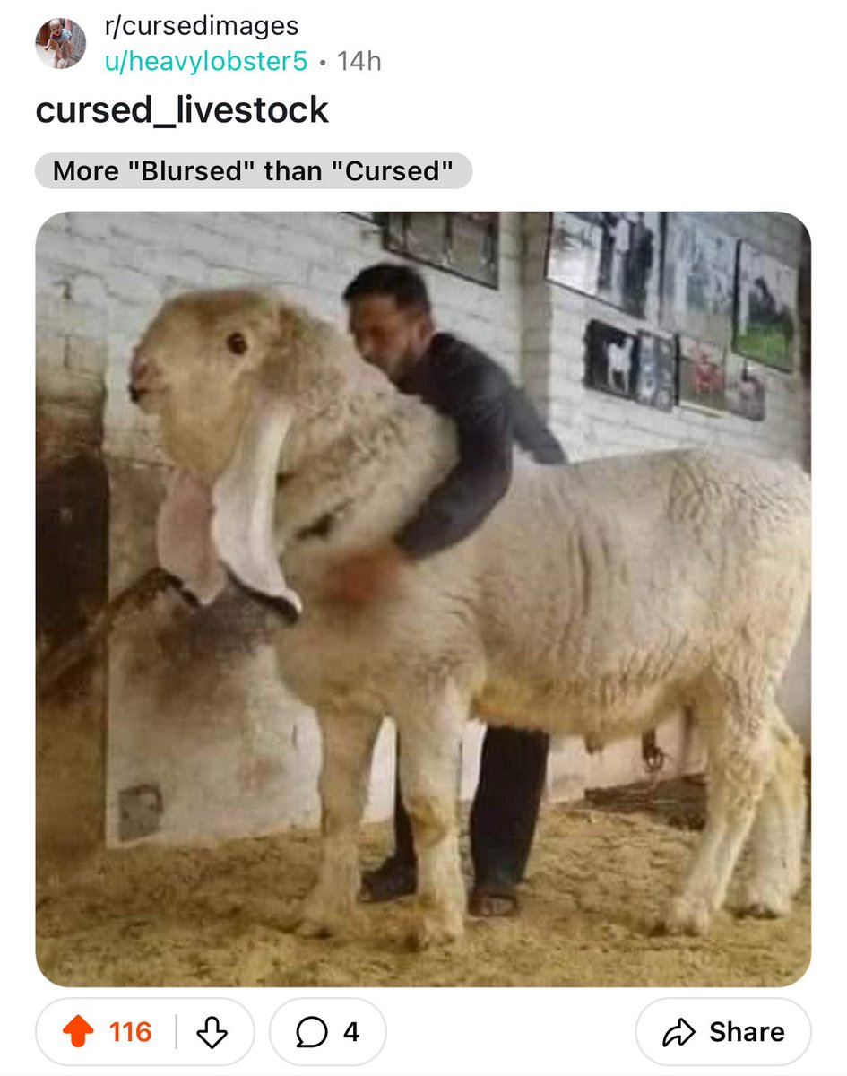 galactic_wooper tweet media