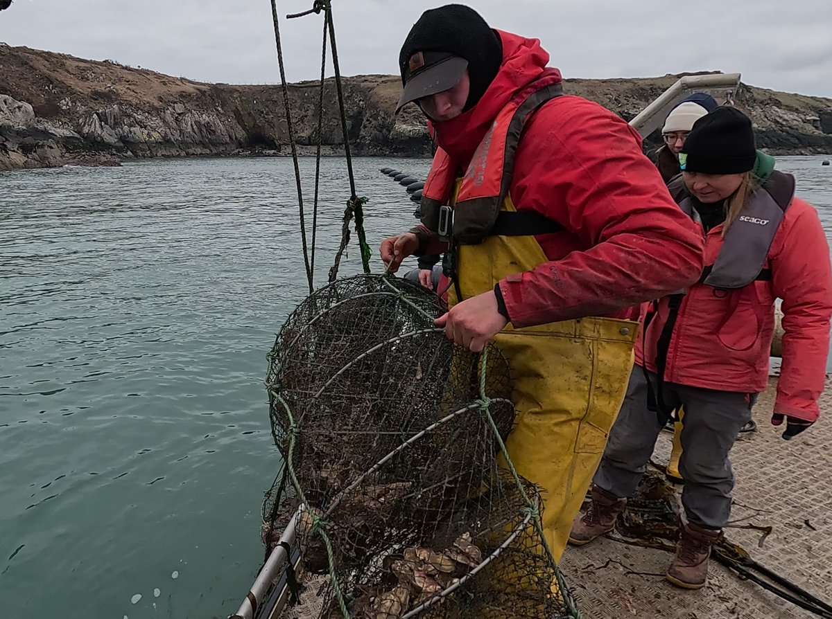 Pembrokeshire Marine Wildlife tweet media