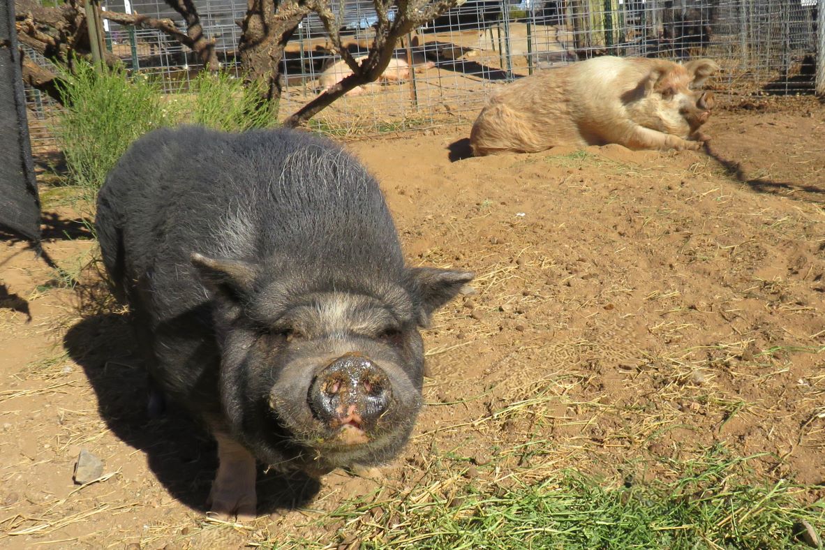 Since I know you've probably been waiting with bated breath for an update on Eleanor and Henry, the pig "couple" we sponsor at Ironwood Pig Sanctuary, here is the latest letter and pictures of them, from Jan. 31, 2025. Enjoy!