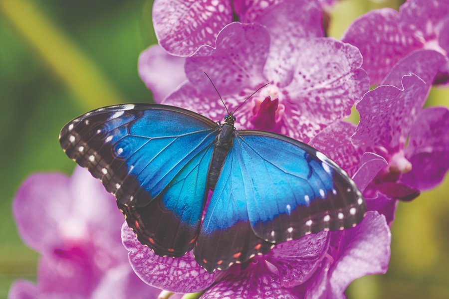 Important Update: Adjusted Hours for Thursday, Feb 13th. Due to inclement weather, Cambridge Butterfly Conservatory will be open from 1:30 PM to 5:00 PM. Drive safe, everyone! 🦋