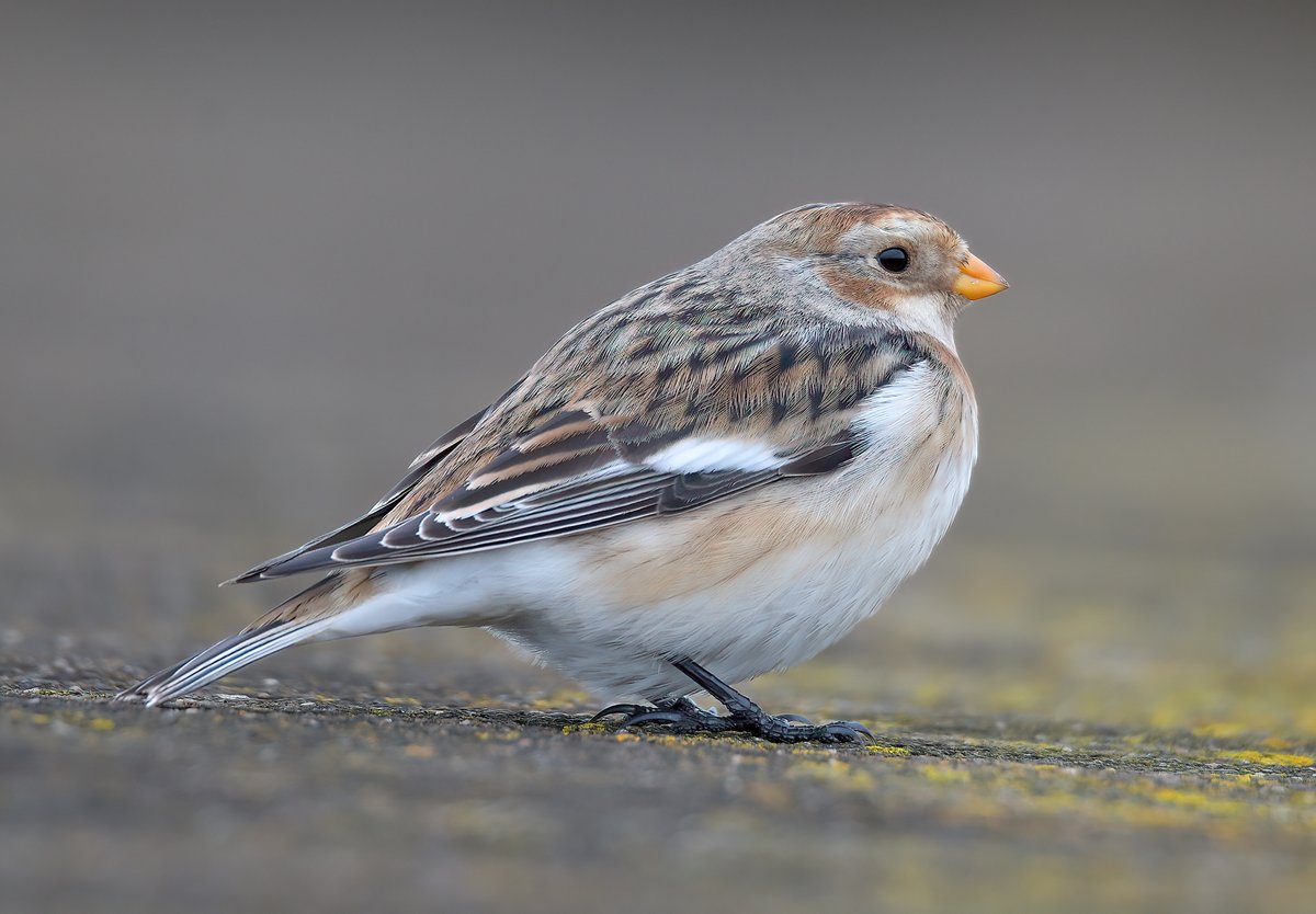 Dennis Morrison (@denmor77) on Twitter photo My first Snow Bunting at Musselburgh for a few years, this one seemed very tame all by itself around lunchtime, along the sea wall to the west of the old scrapes <a href="/birdinglothian/">Birding Lothian</a> My first Snow Bunting at Musselburgh for a few years, this one seemed very tame all by itself around lunchtime, along the sea wall to the west of the old scrapes <a href="/birdinglothian/">Birding Lothian</a>