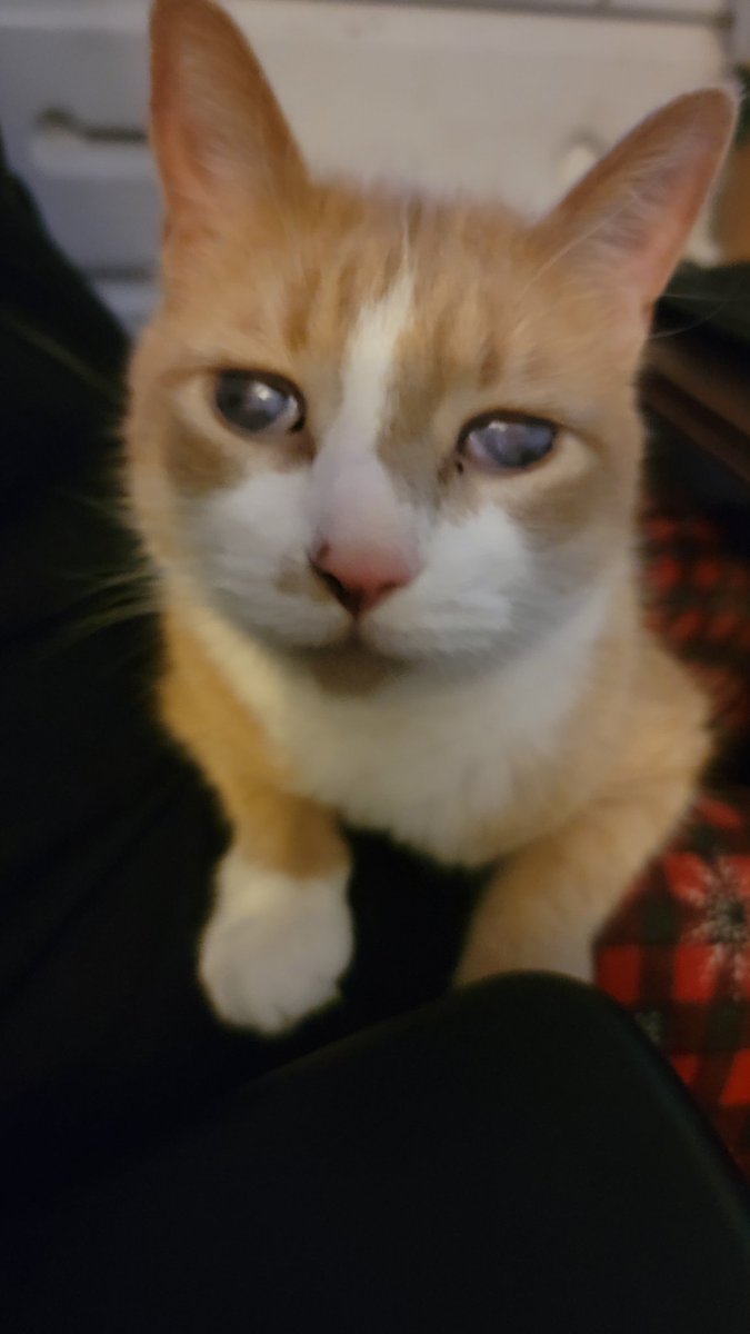 bri1flower's tweet photo. @SluggoDoug  nugget, puss, and one eyed willow says thank you for playing #lovecats by #thecure https://t.co/tCYYR1vWjP