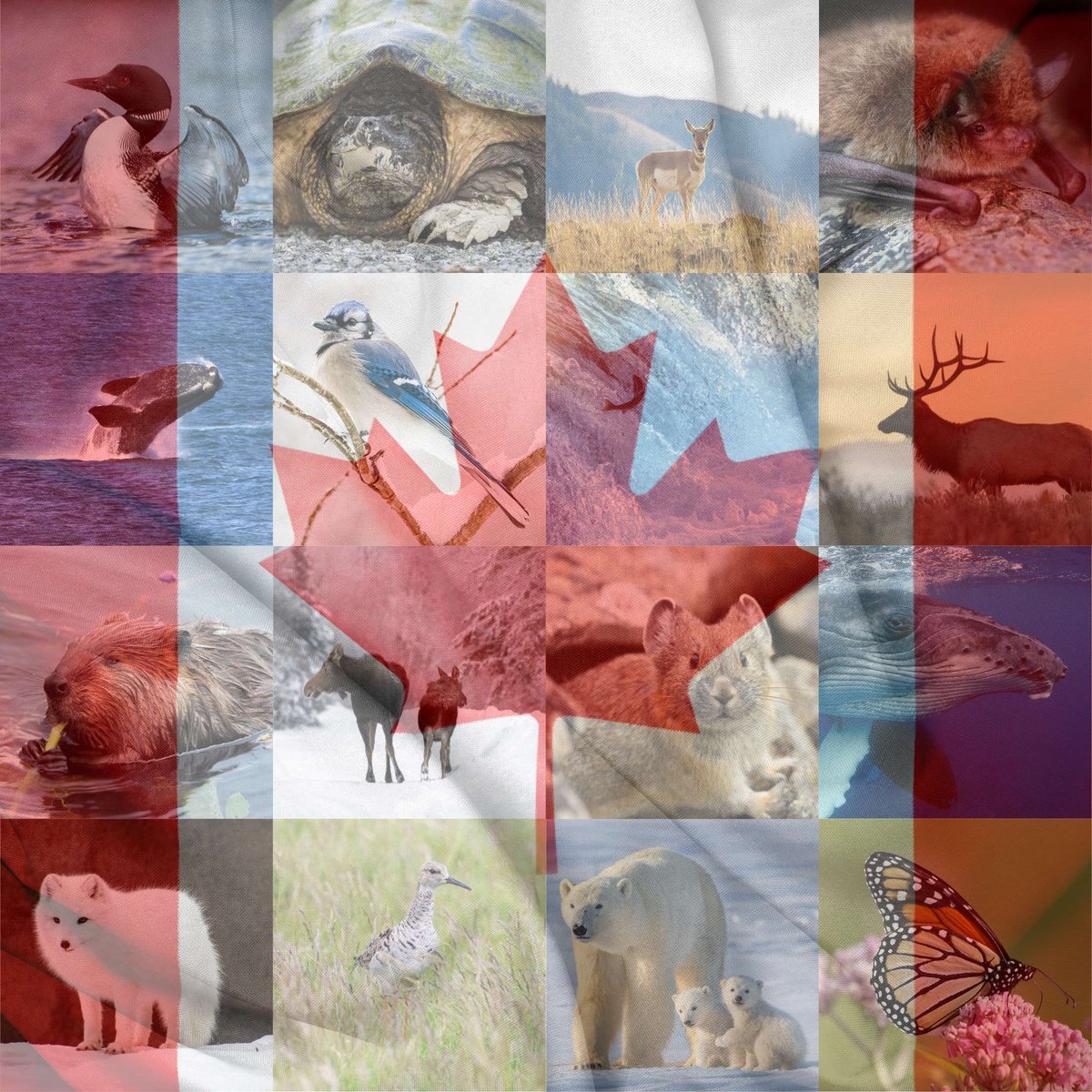 CWF_FCF's tweet image. Wildly Canadian since 1962! 🍁 #DoMoreForWildlife #ProudCanadian
Naturellement canadien depuis 1962! 🍁 #PlusPourLaFaune