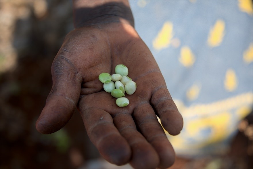 PNASNews's tweet image. Opinion piece: To advance #SustainableDevelopmentGoal research, open up commercial #satellite image archives for better #farm data. ow.ly/UNbH50UZASR

 #SDGs #SmallholderFarm #ClimateChange #agriculture #LandUse #CropProductivity