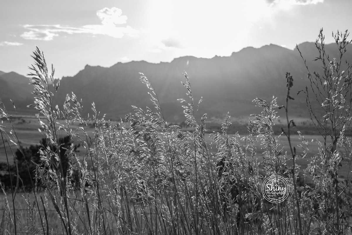oooshinyphotos's tweet photo. Wild Wheat Glowing in the Late Afternoon Sun, in black and white
#wildwheat #landscape #mountains #RockyMountains #frontrange #EldoradoSprings #Colorado #nature #bnw #blackandwhite #monochrome #monochromatic #Canon #photography #landscapephotography #mountainphotography
1/2 https://t.co/Woz0KbCZ2x