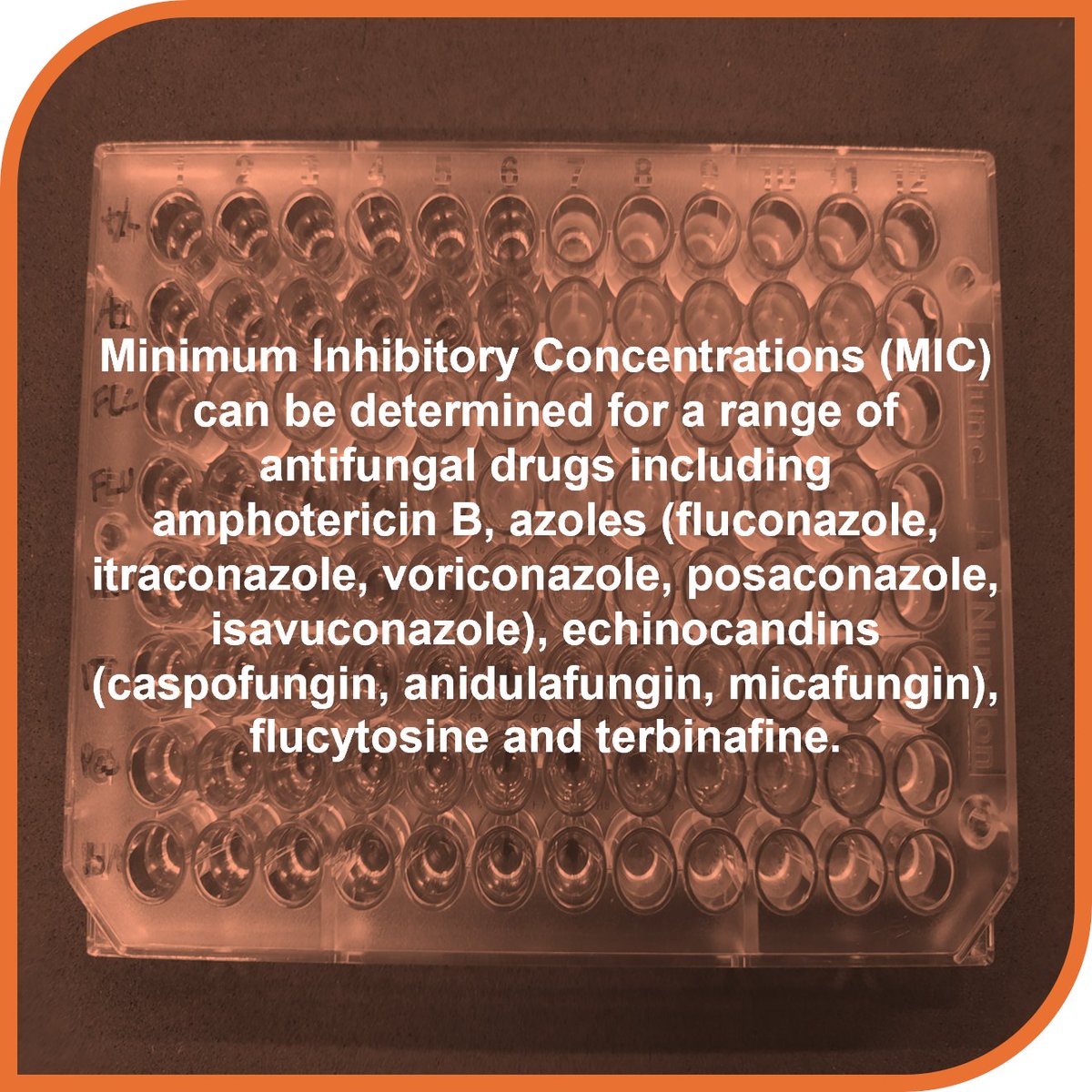 BCCM Collections (@bccmcollections) on Twitter photo BCCM/IHEM offers antifungal susceptibility testing of #yeasts & #moulds, based on broth microdilution following the EUCAST guidelines (ISO 17025 accredited), for industrial & veterinary strains or for research. 
More info & ordering: bccm.belspo.be/Antifungal-sus…
<a href="/sciensano/">Sciensano</a> <a href="/belspo/">Belspo</a> BCCM/IHEM offers antifungal susceptibility testing of #yeasts & #moulds, based on broth microdilution following the EUCAST guidelines (ISO 17025 accredited), for industrial & veterinary strains or for research. 
More info & ordering: bccm.belspo.be/Antifungal-sus…
<a href="/sciensano/">Sciensano</a> <a href="/belspo/">Belspo</a>