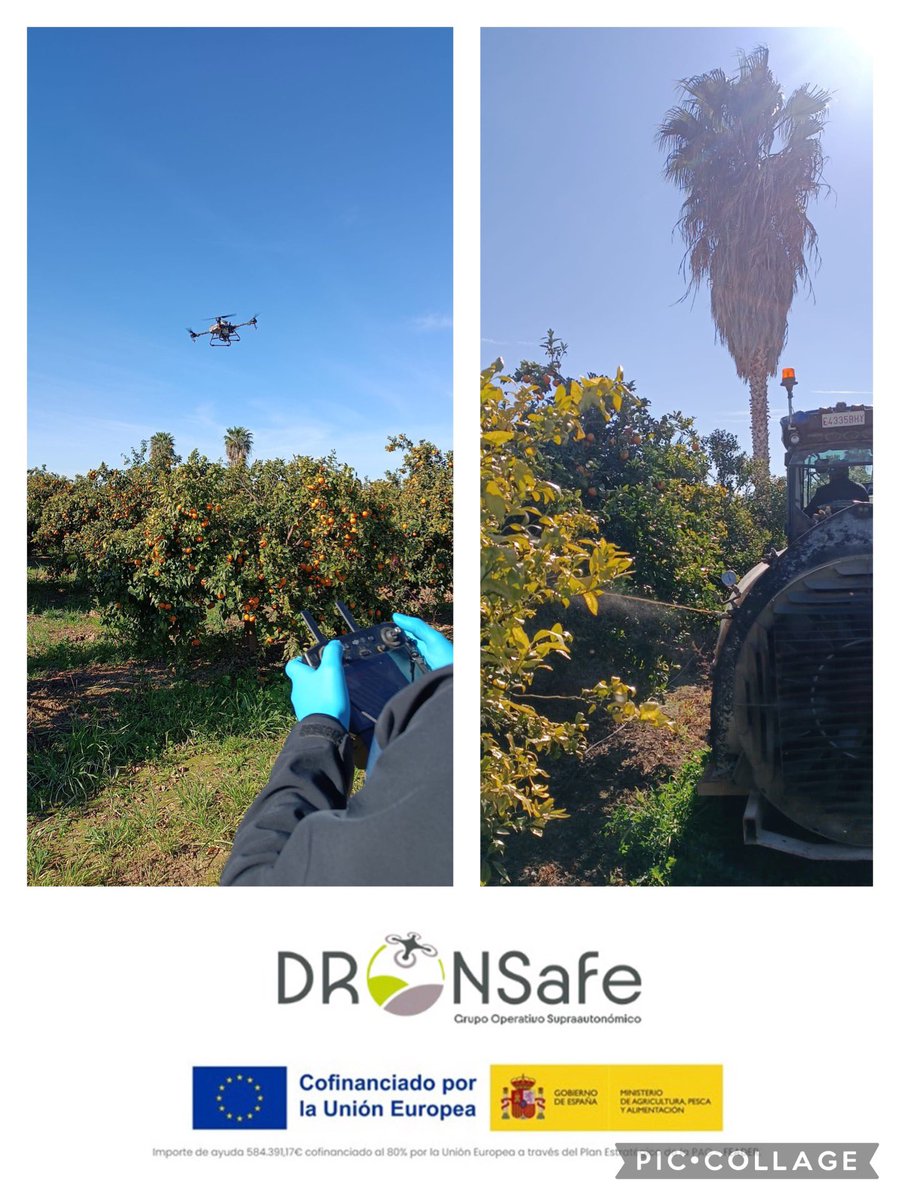 Comenzamos los primeros ensayos de exposición dietaria en la Finca Sinyent de <a href="/ava_asaja/">Associació Valenciana d'Agricultors</a> en el marco de #GoDRONSafe 
<a href="/CTAEX_CIT/">CTAEX</a> <a href="/aepla_asoc/">AEPLA</a> <a href="/GVAivia/">IVIA</a>