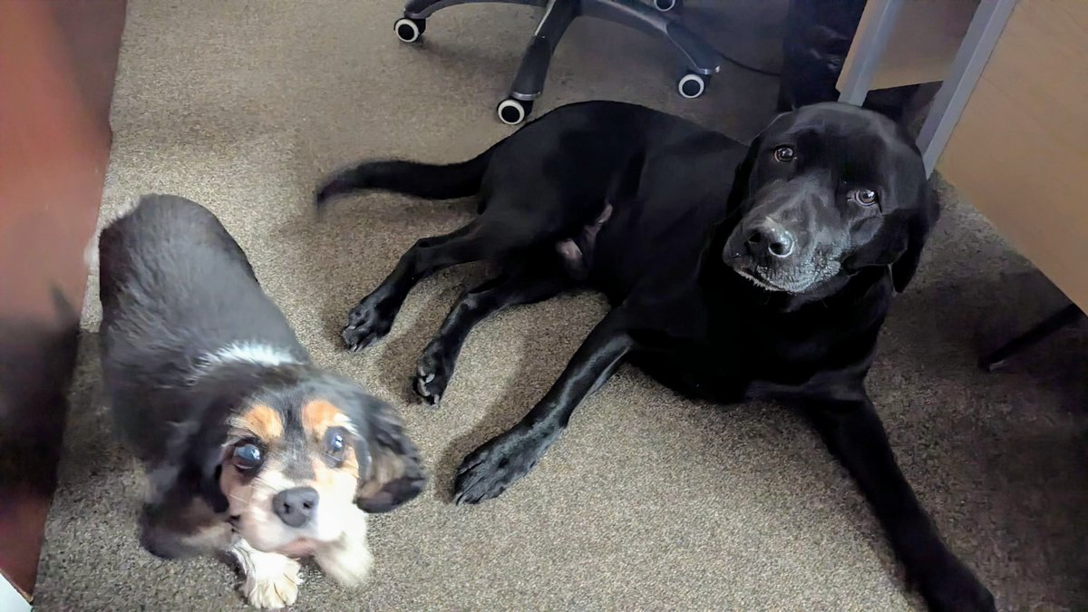 We had some more adorable four-legged visitors today! 🐕❤

Meet Rosie, the sweet King Charles Spaniel, and Parker, the playful and lovable Labrador. Safe to say they made everyone’s day!