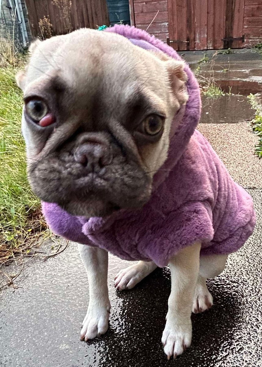 𝐏𝐨𝐨𝐫𝐥𝐲 𝐩𝐮𝐩𝐩𝐲 𝐏𝐢𝐩 𝐧𝐞𝐞𝐝𝐬 𝐲𝐨𝐮𝐫 𝐩𝐨𝐮𝐧𝐝𝐬!! 

We have recently taken in a tiny French Bulldog puppy who was found abandoned in the freezing cold. Please follow this link to read Pip's story and donate:
justgiving.com/campaign/pound…