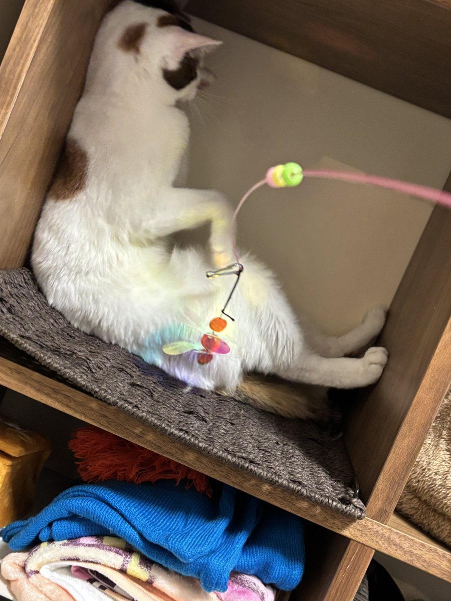 賃貸マンションに入居者🐈1名