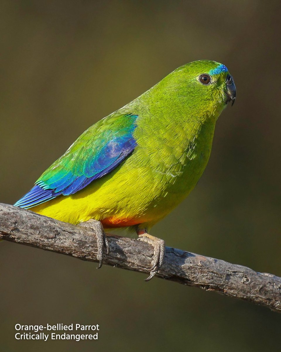 Which birds are multi-coloured, intelligent, and chatter a lot? 🎨🦜

Parrots, like this Gang-gang Cockatoo, are found on nearly every continent, from the coastal regions of Australia to the rainforests of South America. 🌳🌎

But these magnificent parrots are one of the most