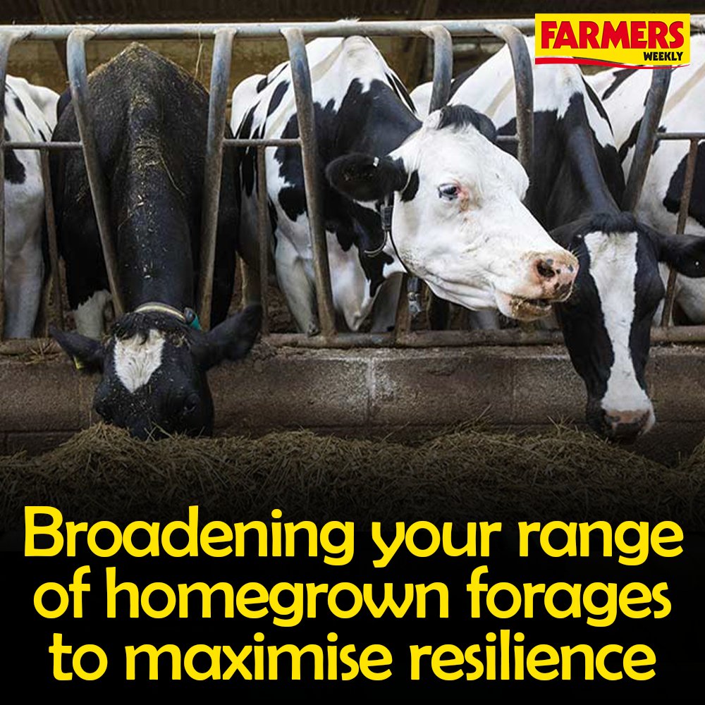 🐄 Join <a href="/LGSeedsUK/">LGSeedsUK</a> experts on this webinar to gain a better understanding of the options, how to manage forages and how to get the best from them.

SIGN UP FREE: ow.ly/Wzwo50UZnlh