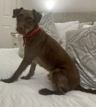 Missing Pets GB tweet media