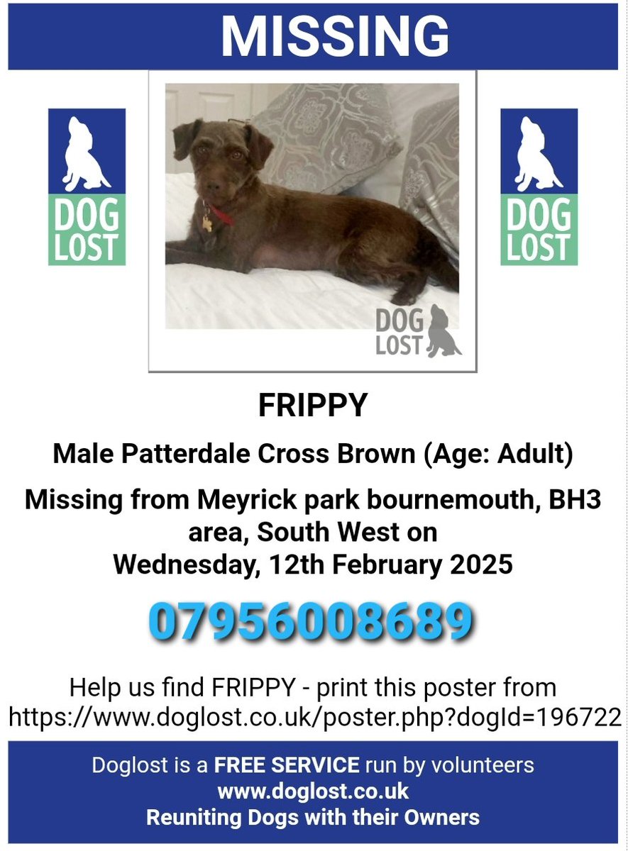🐕 FRIPPY went #missing 12 February 2025 from Meyrick Park #Bournemouth #BH3
after he was spooked by a motorised wheelchair. He was wearing a red collar &amp; ID. He is chipped and neutered.
 Please don't chase if seen. Please just call number below to report sighting.