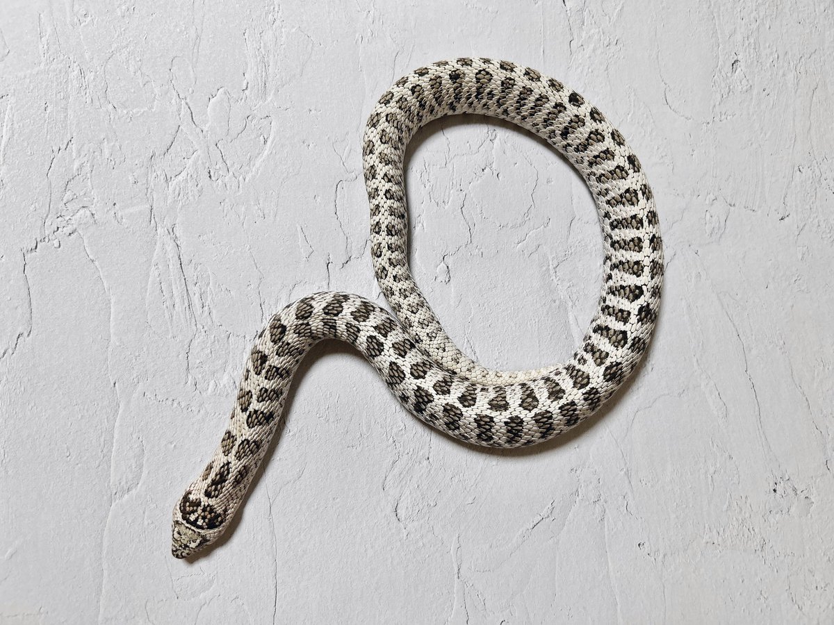 s2semimaru's tweet image. すーぱーあーくてぃっく