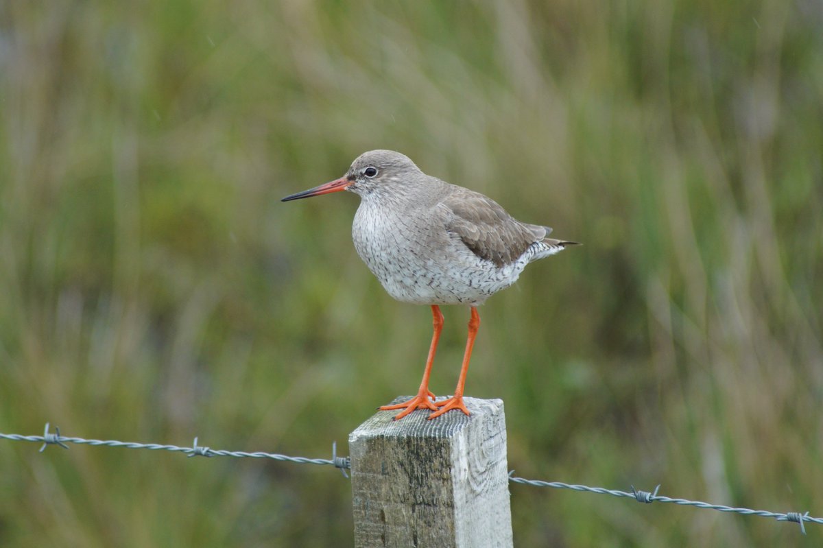 We're getting ready to run a series of events across Scotland on Habitat Management and Predator Control for waders! We hope you can join us in the run-up to the 2025 wader breeding season! 

Stand by for more details coming imminently!