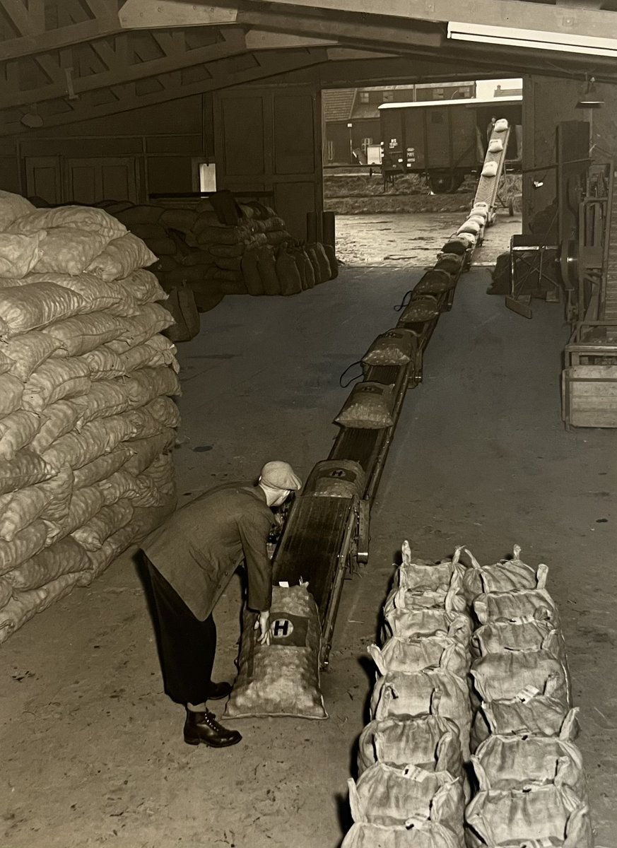 Beautiful old photo of loading "Hettema" bags into train wagons. Multiple Visser conveyor belts were used at the time. Two Frisian companies to be proud of in our sector! #hzpc