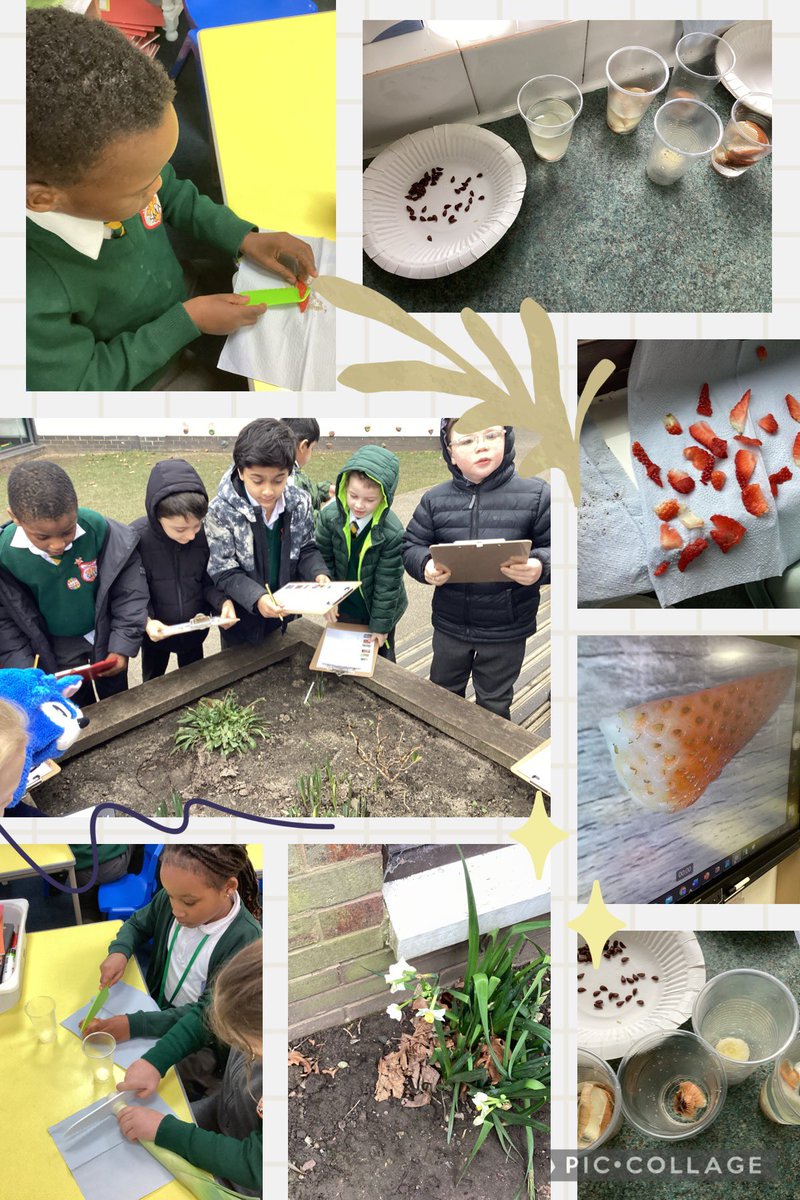 SMA_Year2's tweet photo. Today we have been harvesting seeds and roots to see how they will grow over time. We’ve also been on a hunt around school to see what flowers we can spot. @StMargarets_  #SMAScience https://t.co/zFLWc76t8G