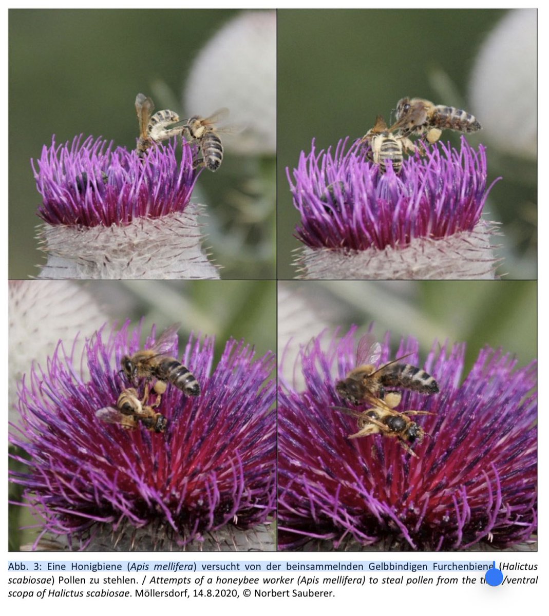 Phil Stevenson (@chickpeaman) on Twitter photo <a href="/OfficialUoM/">The University of Manchester</a> honeybees don’t contribute to environmental sustainability - they are domestic animals - they outcompete wild bee species. I’d advise against promoting this erroneous link between wild life & honey bees just as we don’t keep chickens to conserve birds. See links👇 <a href="/OfficialUoM/">The University of Manchester</a> honeybees don’t contribute to environmental sustainability - they are domestic animals - they outcompete wild bee species. I’d advise against promoting this erroneous link between wild life & honey bees just as we don’t keep chickens to conserve birds. See links👇