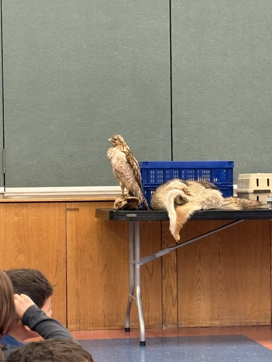 Thank you Long Branch Nature Center for teaching 1st grade about wildlife! We got to touch a feather, learn about hawks and flight, and see a real live turtle! #tuckahoerocks