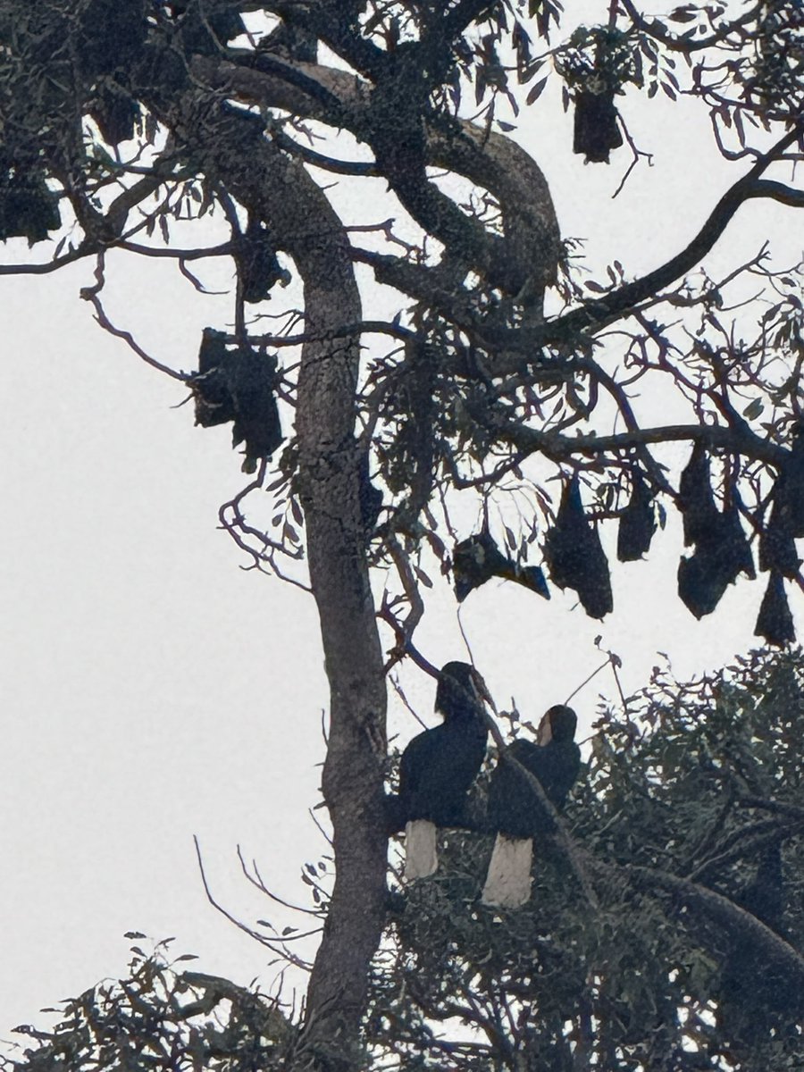 Aniketh MJ tweet media