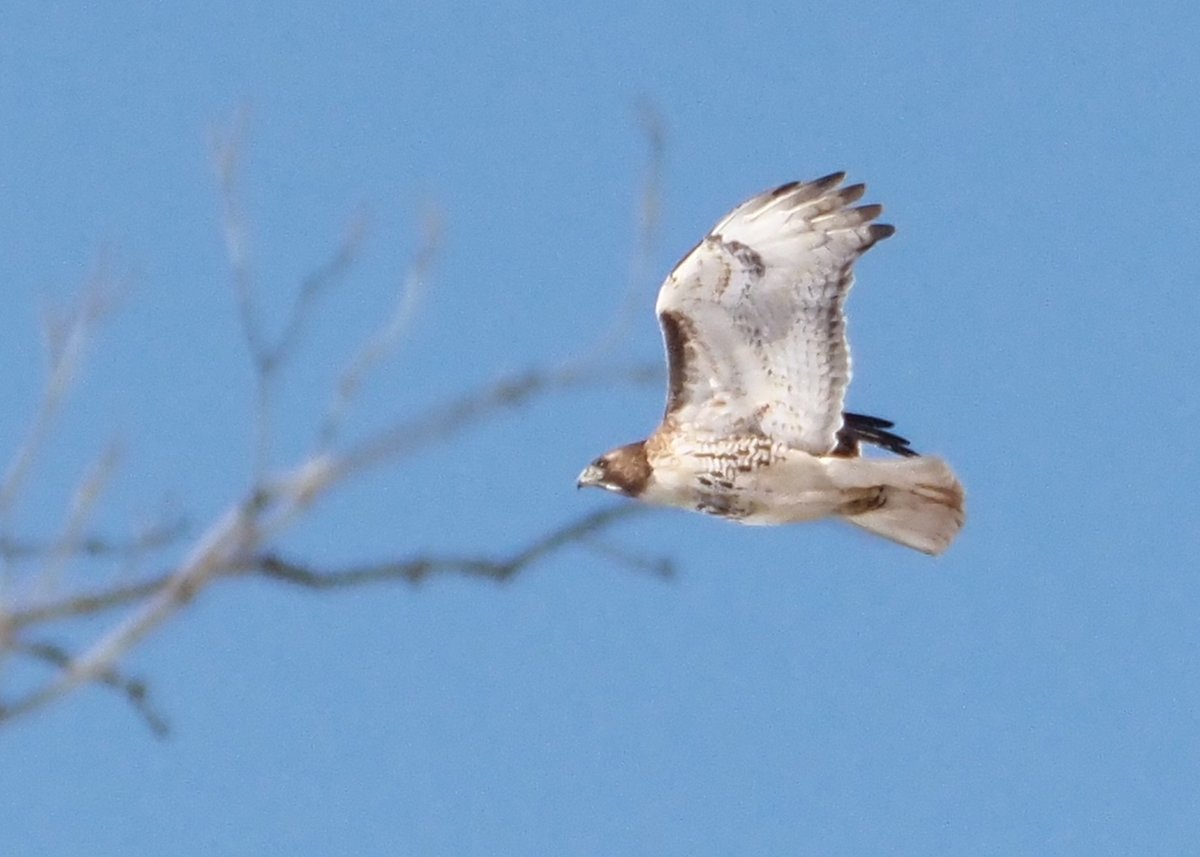 Join us for a guided walk this Saturday at 9:30 am, where we’ll spot feathered friends, chat about their habits and maybe even guess who’s got the best birdwatching skills! 🪶

📷 Gary James

parks.canada.ca/pn-np/on/rouge…