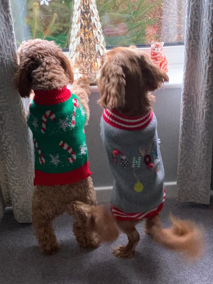 Olivia Moore Colman (@victhompson116) on Twitter photo 