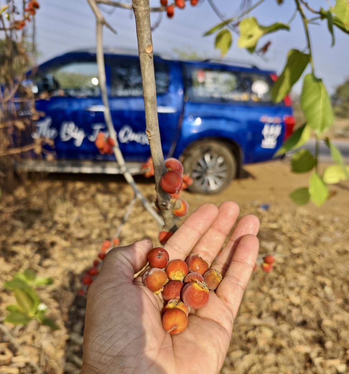 vata_foundation's tweet image. So many favourites in one frame!!

#Banyantree
#Figs
#TheBigTreeQuest 
@IsuzuIndia 
#Vcross
#Dmax 
#SaveFullyGrownTrees