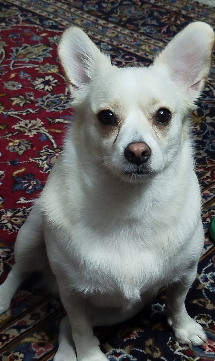 واگذاری در تهران 
این پسر قند عسل دو سالشه نژاد اشپیتز واکسن خورده و عقیم شده 
واگذاری با فرم تعهد