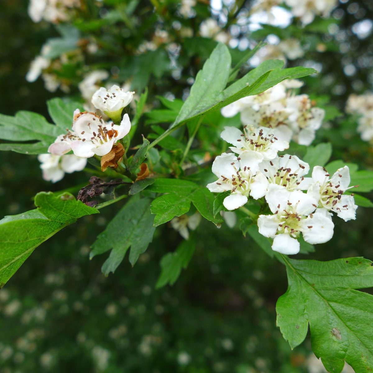 Doug Oster (@dougoster1) on Twitter photo This week my friend Lou Meyer from <a href="/DaveyTree/">Davey Tree Expert Co</a> teaches us about the hawthorn tree. This versatile, beautiful, hardy tree grows in many different conditions and can even be thornless.
Listen to the Talking Trees podcast here- …kingtreeswithdaveytree.buzzsprout.com
#treesaretheanswer This week my friend Lou Meyer from <a href="/DaveyTree/">Davey Tree Expert Co</a> teaches us about the hawthorn tree. This versatile, beautiful, hardy tree grows in many different conditions and can even be thornless.
Listen to the Talking Trees podcast here- …kingtreeswithdaveytree.buzzsprout.com
#treesaretheanswer