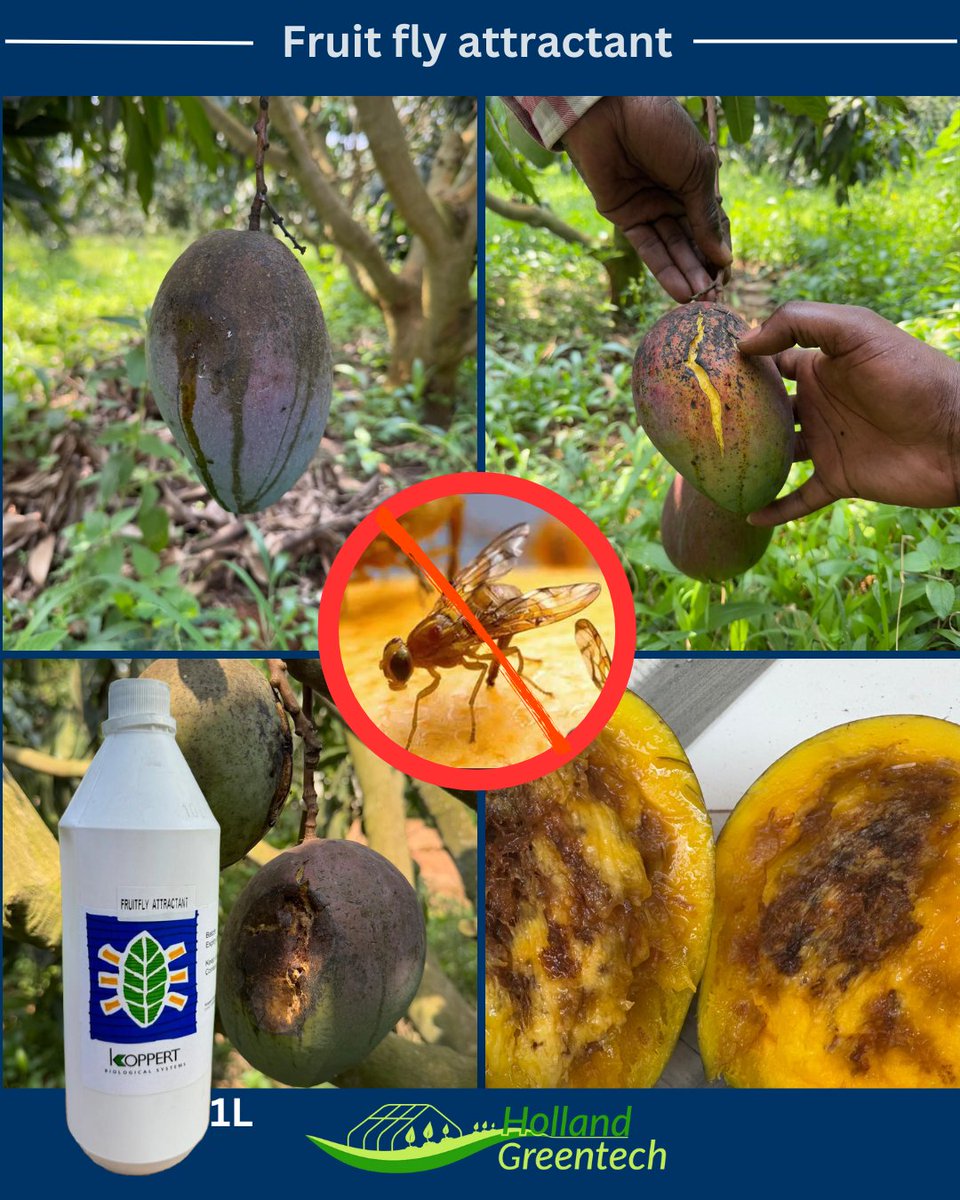 HGTRwanda's tweet image. Fruit flies cause:
🥭 Rotting &amp;amp; internal decay
🥭 Premature fruit drop
🥭 Lower market value
📌 Looking for an effective solution?
At Holland GreenTech, we offer high-quality fruit fly attractants to help you control this pest and protect your harvest

#FruitFlyControl #MangoFarm
