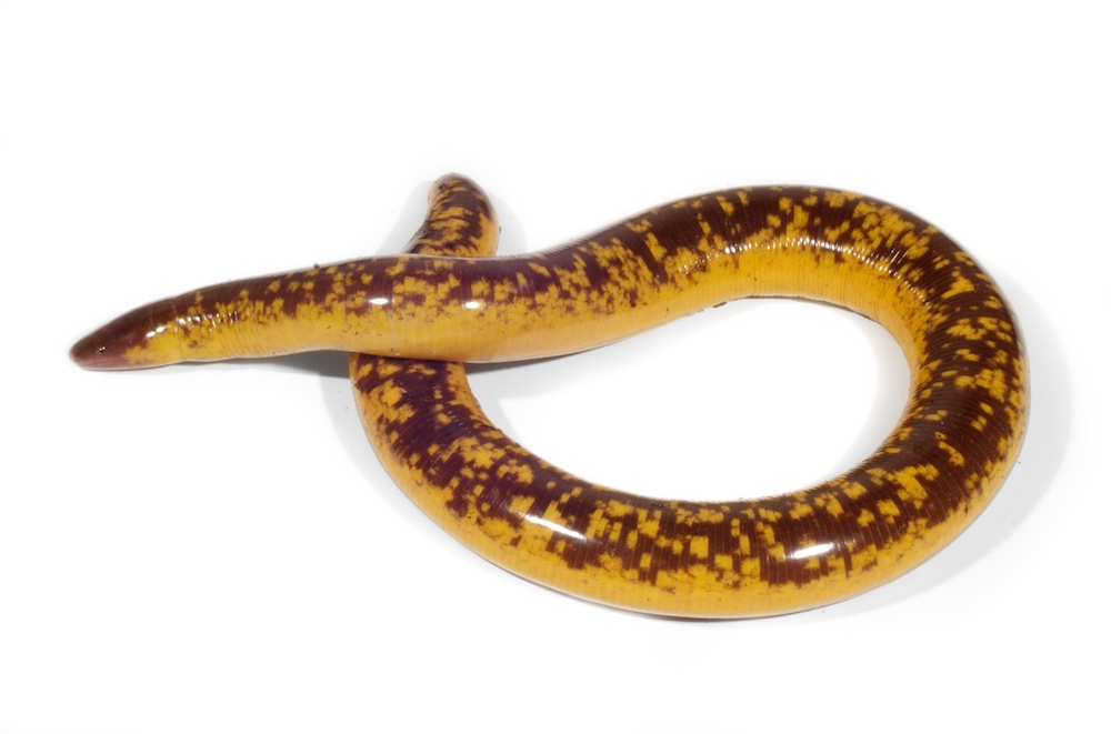 🔬✨ Exciting news! Our preprint is out! 🐍👀

Caecilians, a group of legless amphibians (YES! AMPHIBIANS!), have undergone 200+ million years of fossorial evolution. Yet, we found a surprising exception to the expected degeneration of visual systems that typically accompanies a