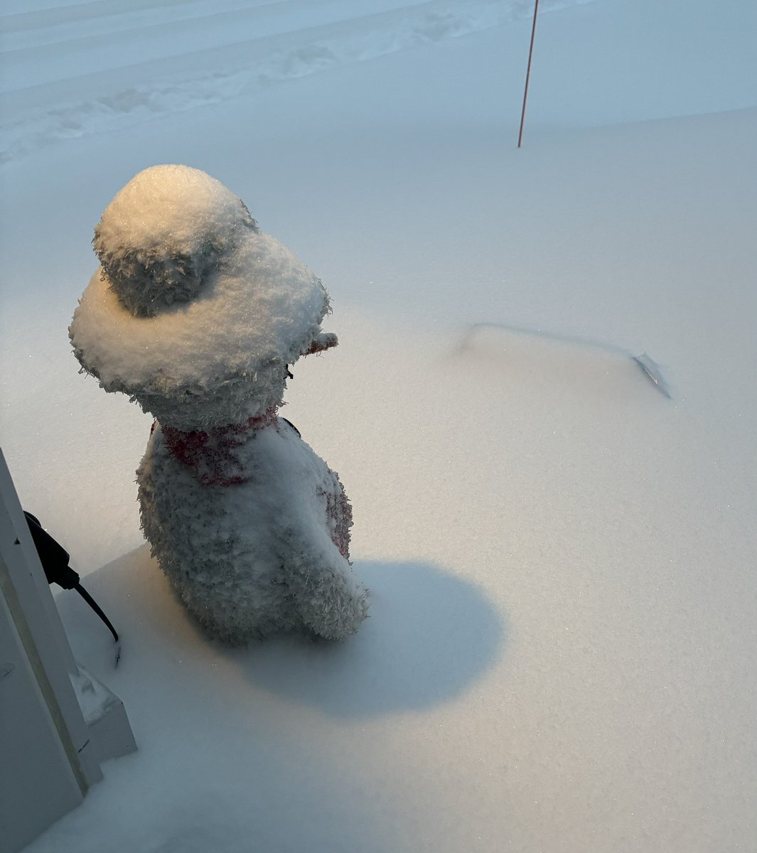 4sharpcornerz's tweet image. Looking out at his empire. #snow #Ottawa