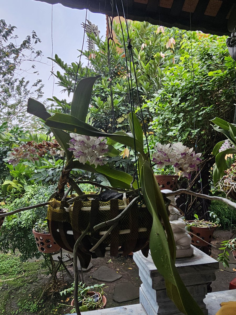 Được ngày tự cho phép mình thảnh thơi xíu để quay về vấn an sức khỏe và xin thưởng trà thẩm hoa cùng Người.
Quay về nơi mà tâm thái luôn được thả lỏng, nhẹ nhàng thư thái. 
Sau khi thưởng trà xong thì thong dong đi bộ trong vườn, nhặt mấy quả xoài rụng trên