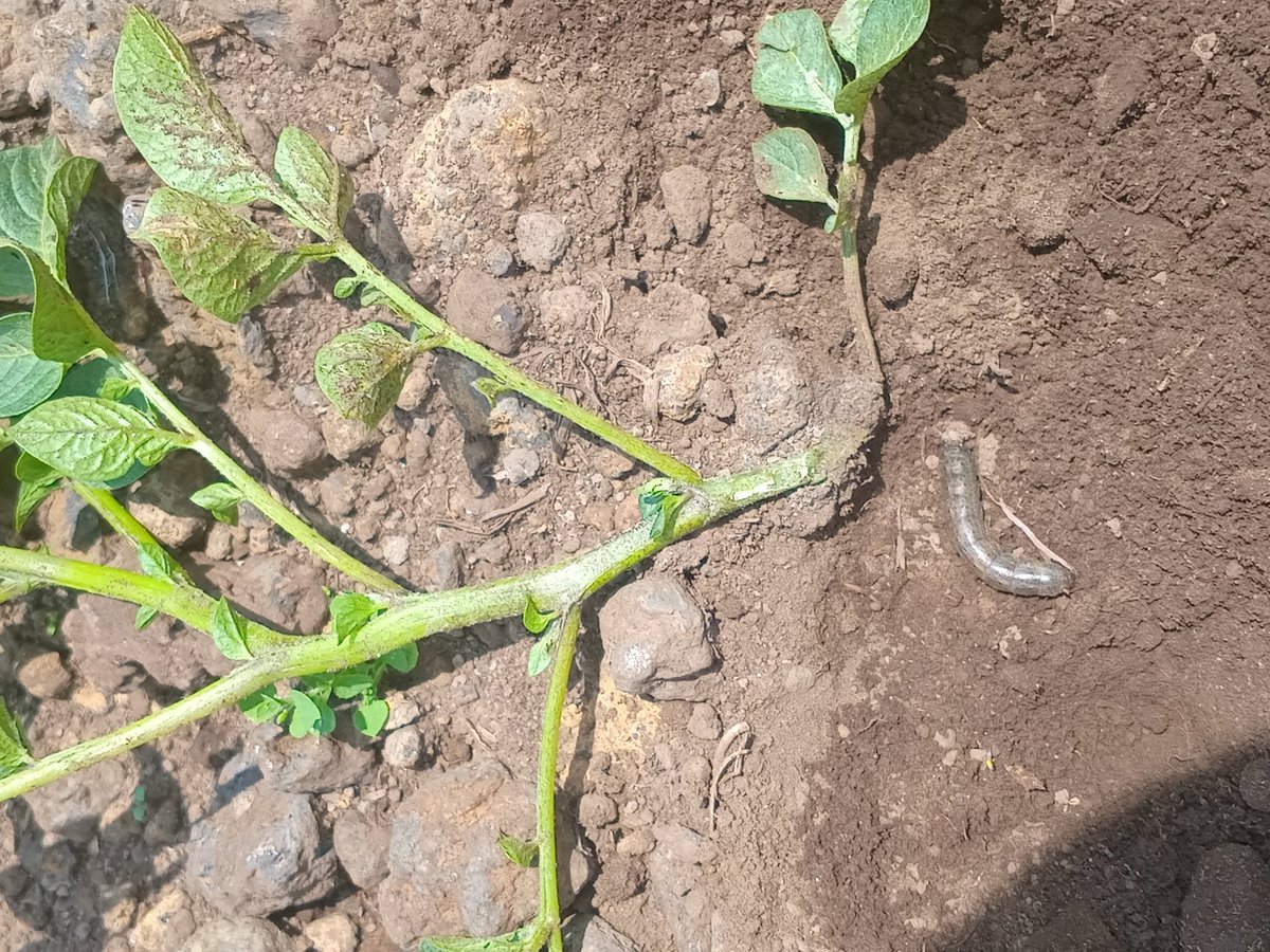 N_SmartFarmer's tweet photo. #Cutworms are moth larvae that cut and damage plants, especially seedlings. They are caterpillars, not worms.
Signs of cutworms:
🥕Plants wilt during the day
🥕Stems are cut or damaged
🥕Plants are cut off at the bases
#SmartFarmer https://t.co/yc6wGq8lPY