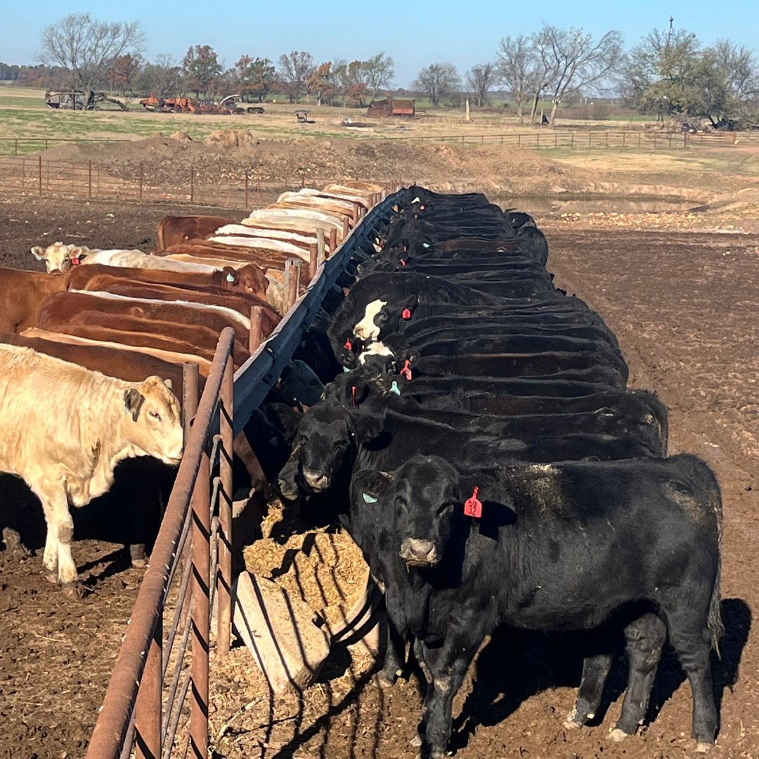 📍Rafter B Farms, Fairview Missouri

Sarah Brattin is your #PLASnapTakeover host this week. Follow along tomorrow as Sarah shows you a day in the life on the cow/calf and backgrounding operation. 

Aside from cattle, the Brattin family also grows their own forage.