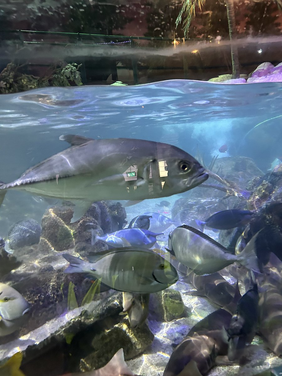 MarlboroughPrim's tweet image. Reception have had a fantastic time at SeaLife Centre! We saw penguins, sea turtles, clown fish and even sting rays. The children were on their best behaviour and enjoyed seeing all the sea creatures. Well done to all of Reception. #EYFSUnderTheWorld #EYFSCL #SeaLifeCentre #EYFS