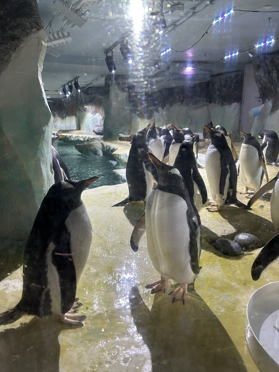 MarlboroughPrim's tweet image. Reception have had a fantastic time at SeaLife Centre! We saw penguins, sea turtles, clown fish and even sting rays. The children were on their best behaviour and enjoyed seeing all the sea creatures. Well done to all of Reception. #EYFSUnderTheWorld #EYFSCL #SeaLifeCentre #EYFS