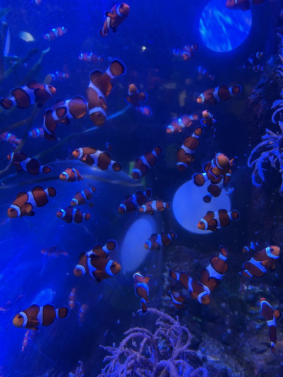 MarlboroughPrim's tweet image. Reception have had a fantastic time at SeaLife Centre! We saw penguins, sea turtles, clown fish and even sting rays. The children were on their best behaviour and enjoyed seeing all the sea creatures. Well done to all of Reception. #EYFSUnderTheWorld #EYFSCL #SeaLifeCentre #EYFS